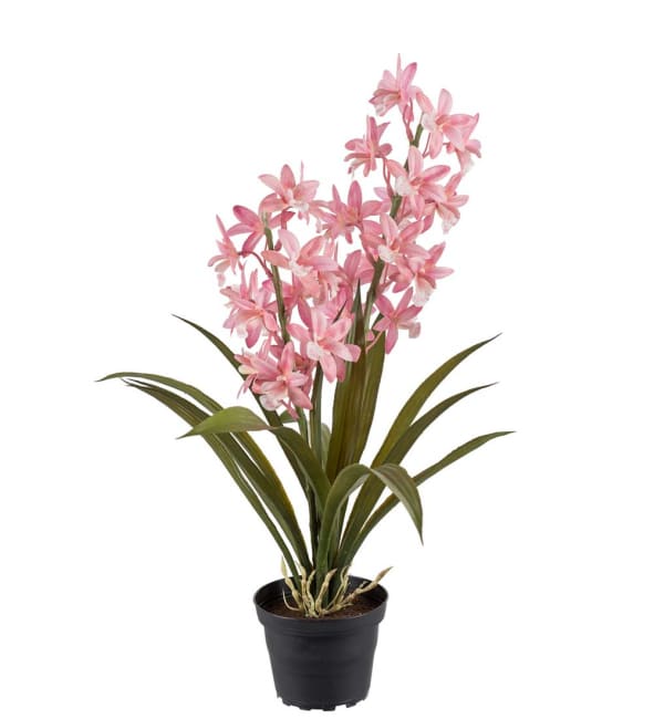 Cymbidium