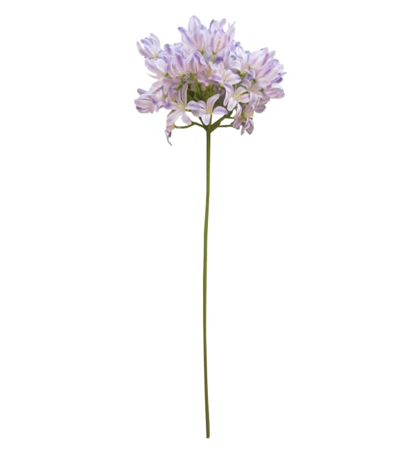 Agapanthus