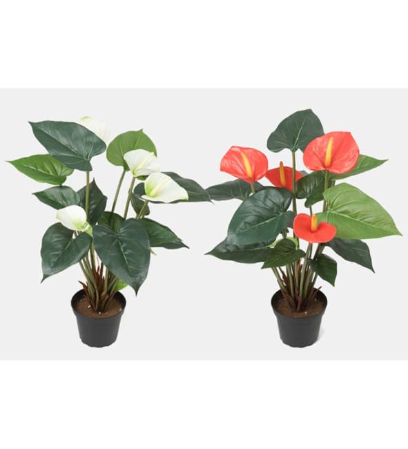 Anthurium mix