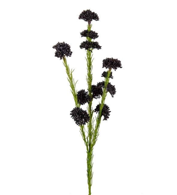 Sedum