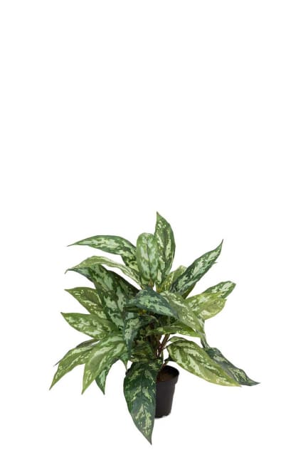 Aglonema