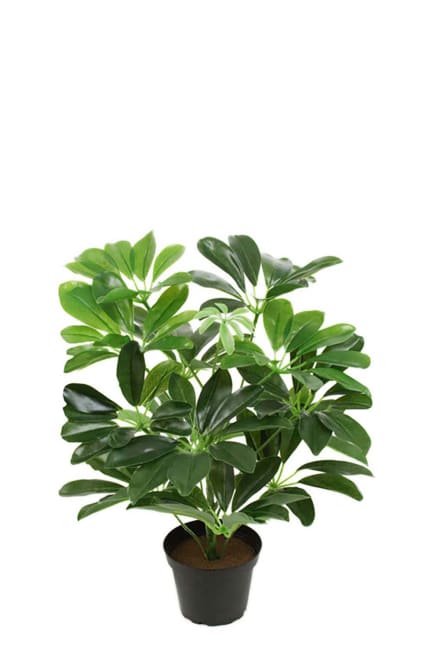 Schefflera