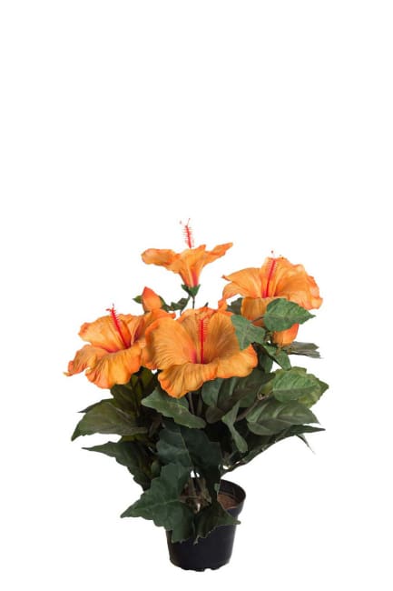 Hibiscus