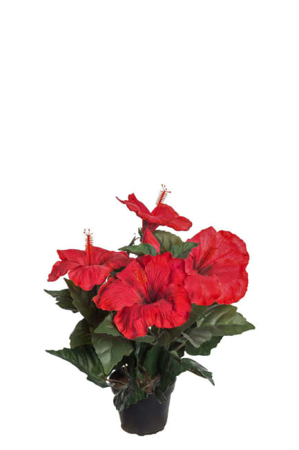 Hibiscus