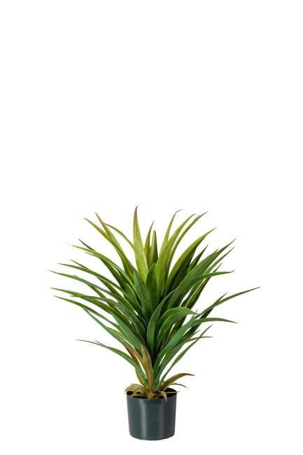 Yucca