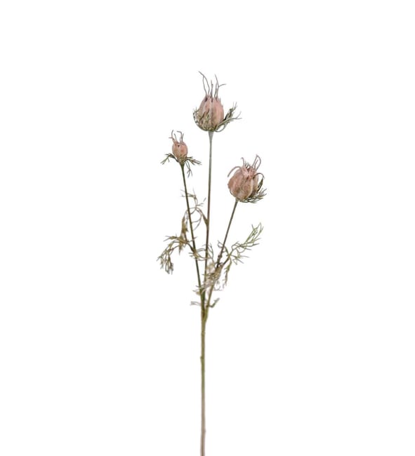 Nigella