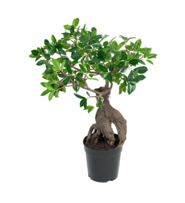 Fikus Ginseng