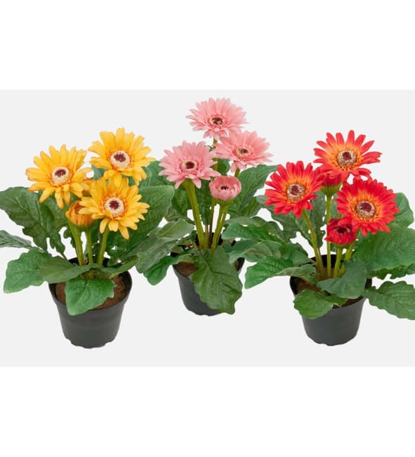 Gerbera mix