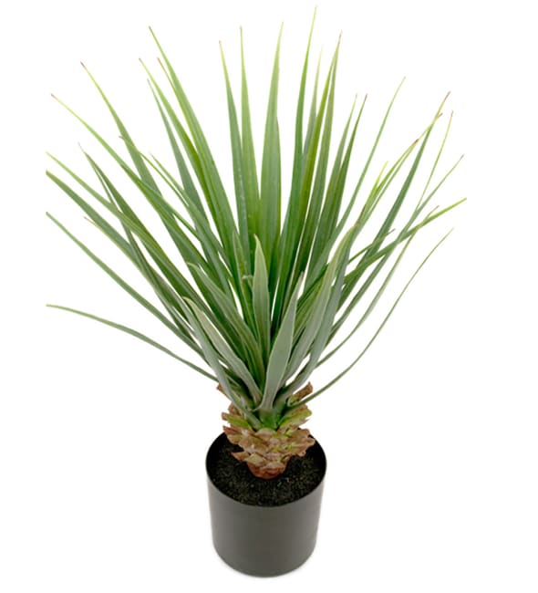 Yucca