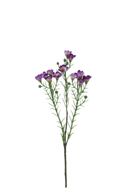 Vaxblomma