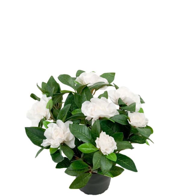 Gardenia