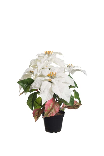 Julstjärna