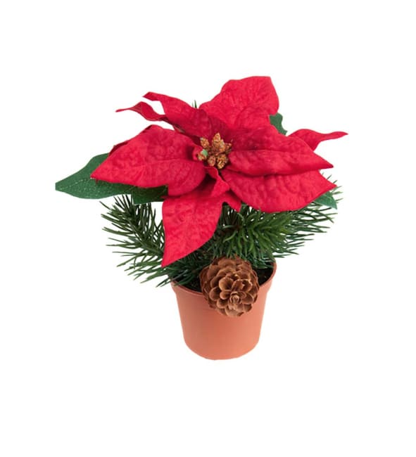 Julstjärna