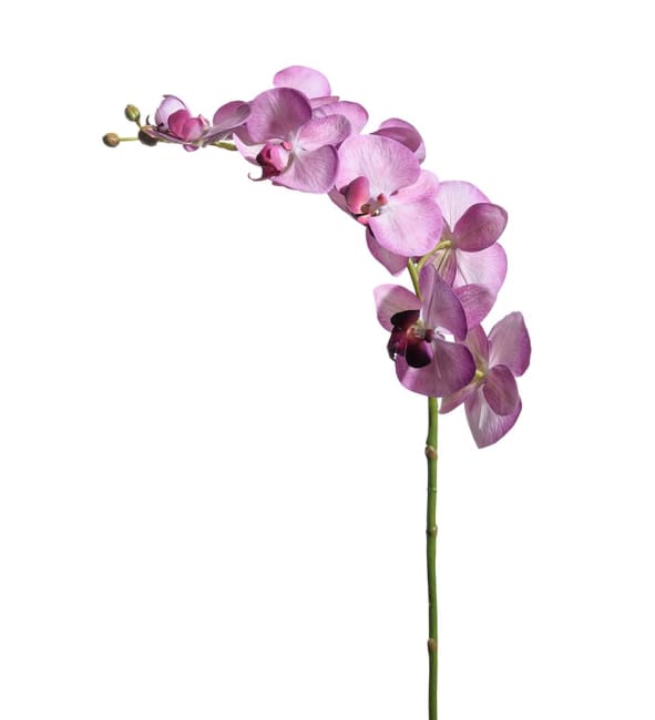 Phalaenopsis