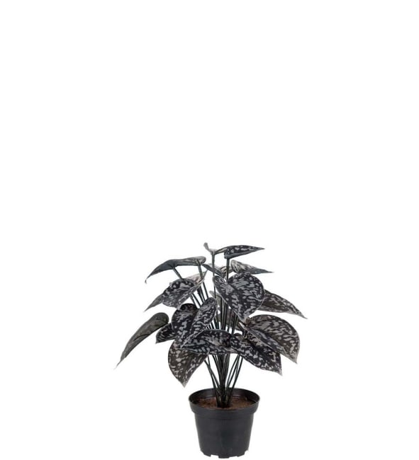 Silverranka