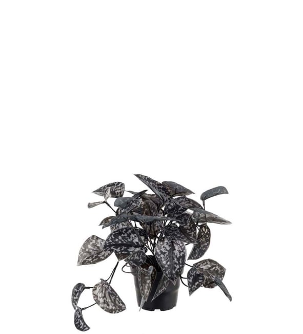 Silverranka