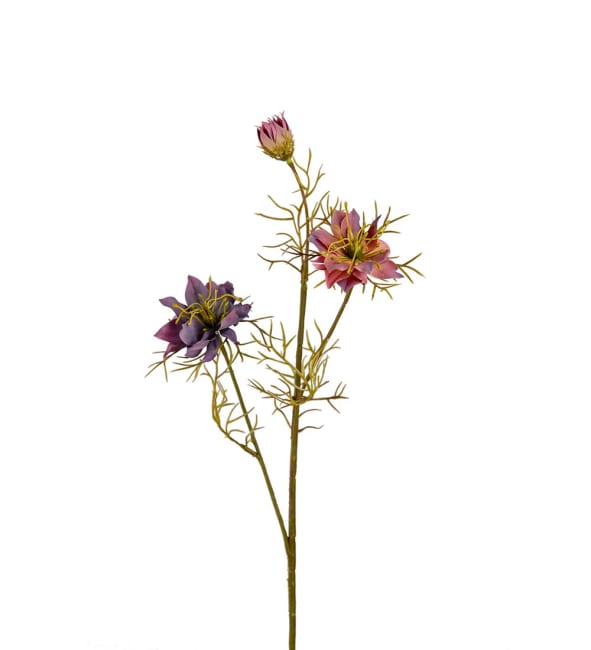 Nigella