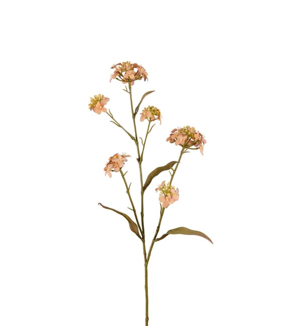 Blomster Iberis