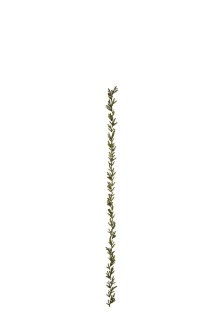 Grangirlang