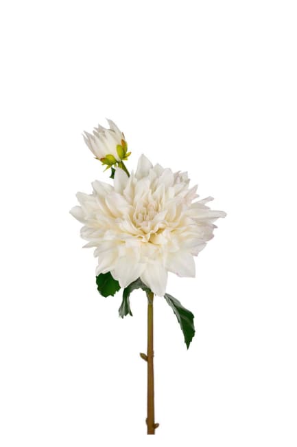 Dahlia