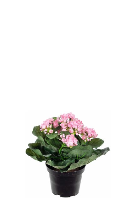 Kalanchoe