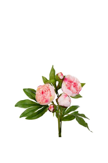 Pion