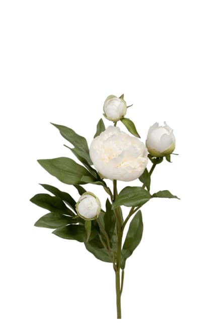 Pion