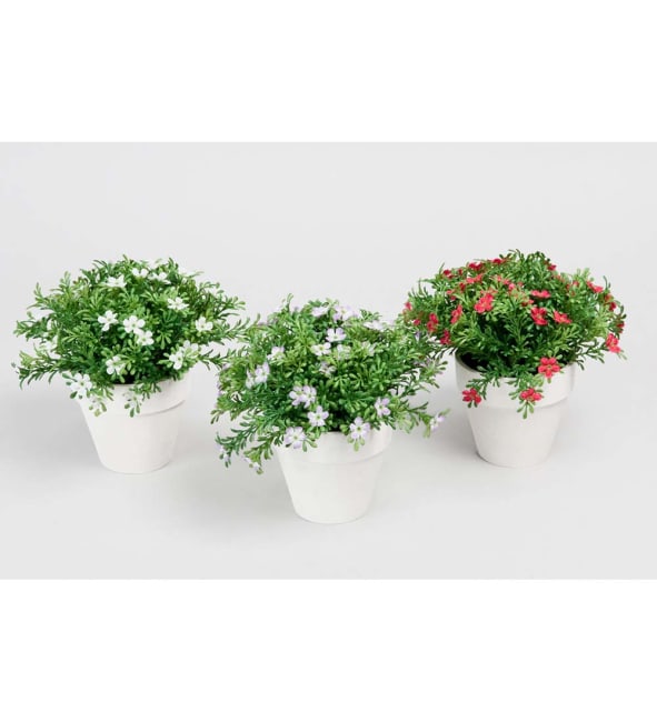 Sommarblomma mix
