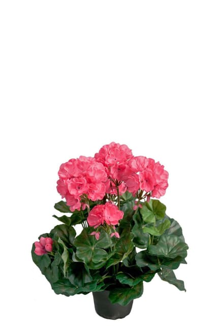 Pelargon