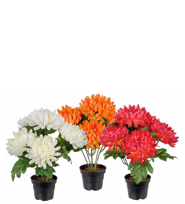 Chrysanthemum mix