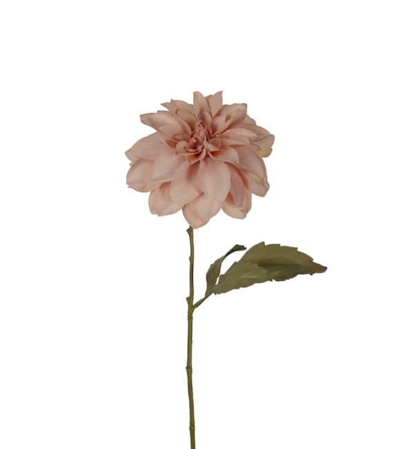 Dahlia