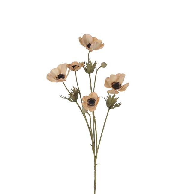 Anemone