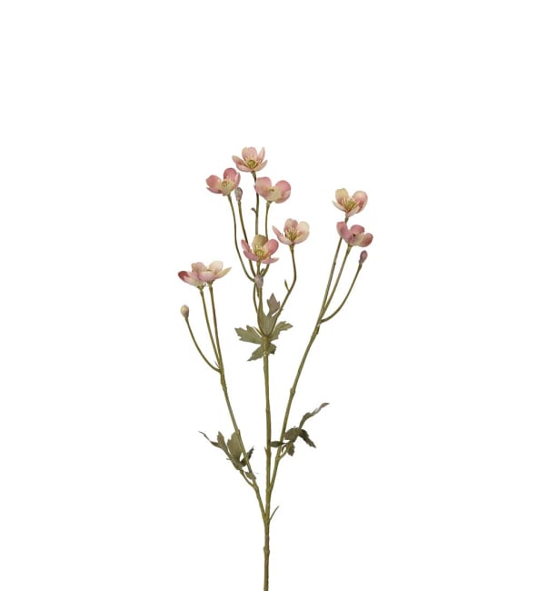 Smörblomma