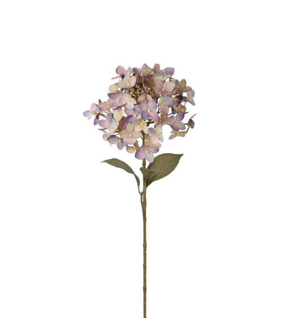 Hortensia