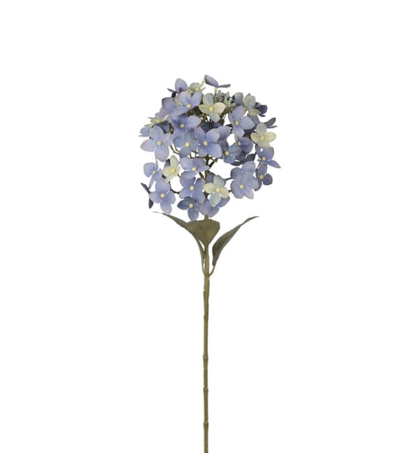 Hortensia