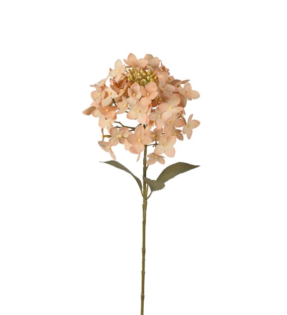 Hortensia