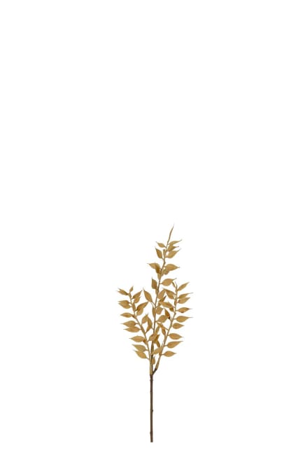 Ruscus