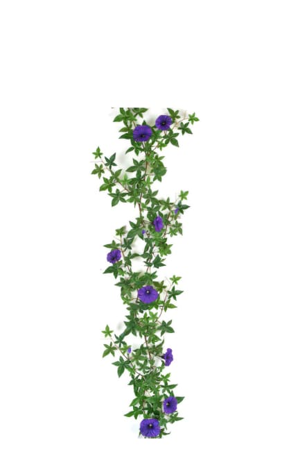 Dagens blomst