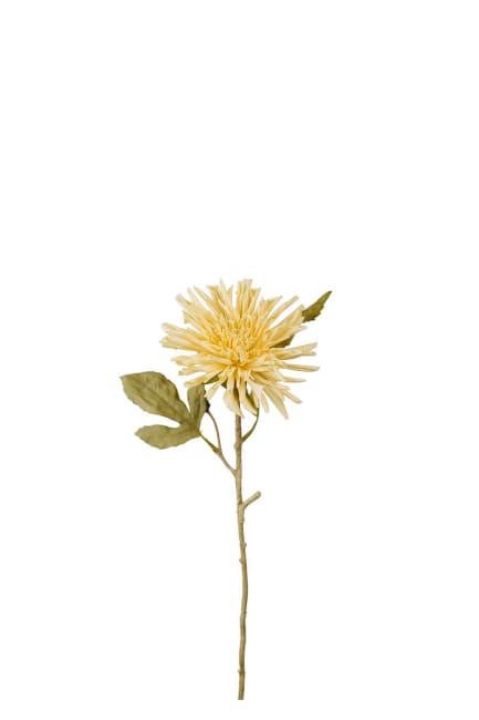 Chrysanthemum