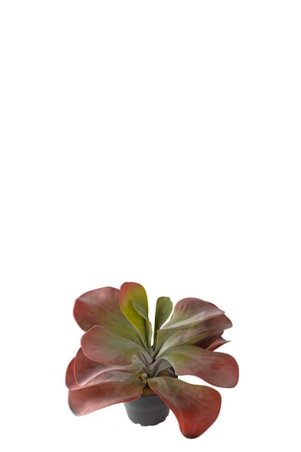 Kalanchoe