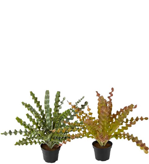 Asplenium mix