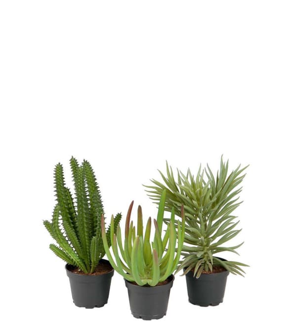 Succulent mix