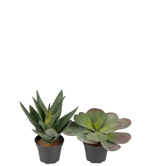 Succulent mix