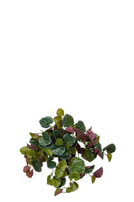 Senecio