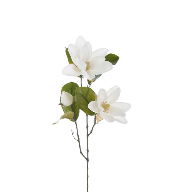 Magnolia