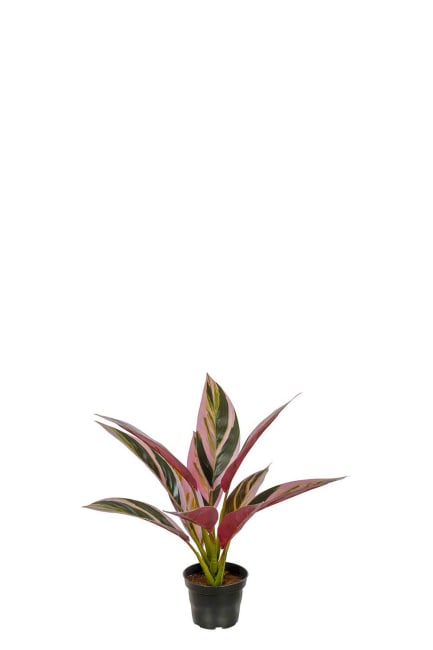 Cordyline