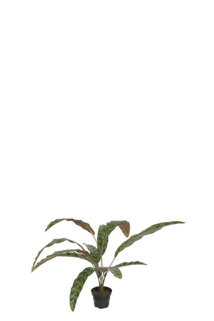 Calathea