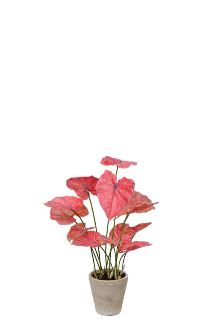 Caladium