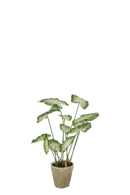 Caladium