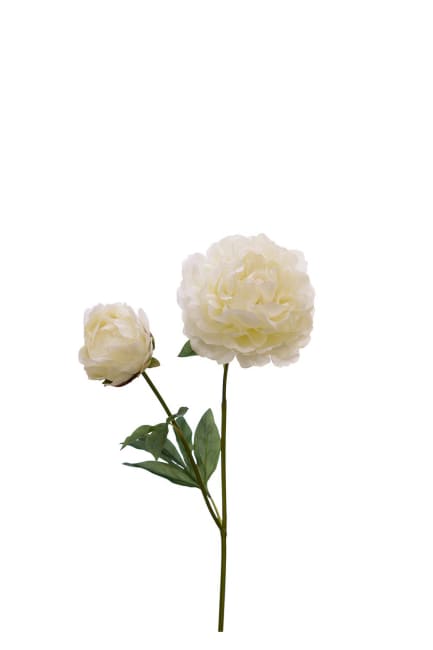 Pion